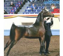 RRG Camelot RRG Camelot