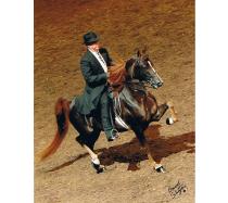 RRG Shiraz RRG Shiraz