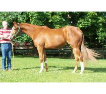 English Tack
