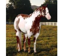 Special Clu/A Special Clu AQHA/APHA Special Clu/A Special Clu AQHA/APHA