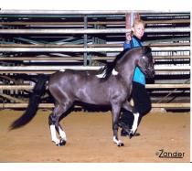 Pony Vistas Curtain Call Pony Vistas Curtain Call