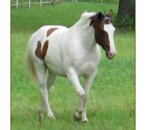 Buddy - Gaited MFT Buddy - Gaited MFT
