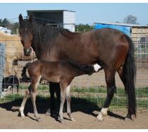 Drop Dead Gorgeous Mare-Shotgun's Baretta Drop Dead Gorgeous Mare-Shotgun's Baretta
