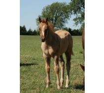 Not One Zippen Spot 2011 Colt