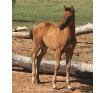 My Awesome Image 2011 Colt