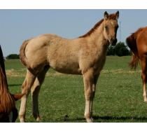 Zipecodes Satin Doll 2011 Filly