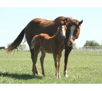 Miss Tina Temon 2011 Colt
