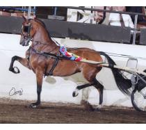 Regal's Pauline LF