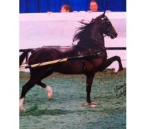 Regal's Sensation LF