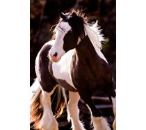 DaVinci- Gypsy Vanner DaVinci- Gypsy Vanner