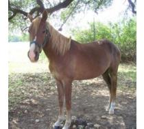 Canela