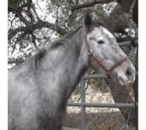 Serafina