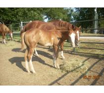 2011 Colt by RH MR Imprint