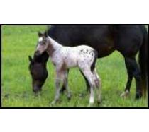 lil sprinks barn name