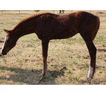 Cattie 2011colt