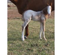 Pending 2011 colt