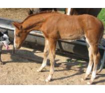 Peptorey X Daughter of Duals Blue Boon