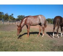 Peptorey X shine While Reining