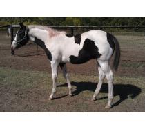 2011 Black & White Tobiano Colt
