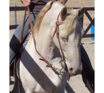 Regency Beholdapalehorse Regency Beholdapalehorse