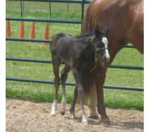 09 AQHA Livin On Easy Street
