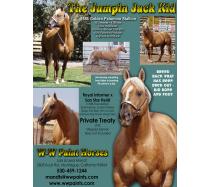 The Jumpin Jack Kid The Jumpin Jack Kid