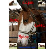 Cajun Gota Lota Spice Cajun Gota Lota Spice