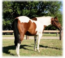 Dixie Tivito