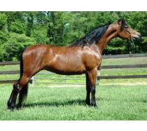 Nashboro Brianna Darling Nashboro Brianna Darling