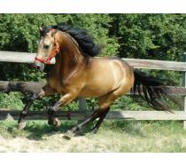 Nashboro Dartanion Nashboro Dartanion