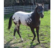 Ollie snow cap gelding Ollie snow cap gelding