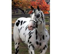 Reference Sire: Hi Tech Cowboy Reference Sire: Hi Tech Cowboy