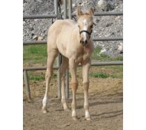 2010 Palomino Filly