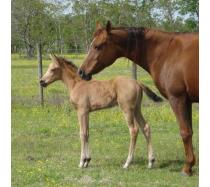 2010 Buckskin Filly
