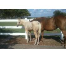 2011 Palomino Colt