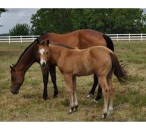2011 Buckskin Filly