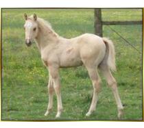 08 AQHA/APHA Palomino Colt