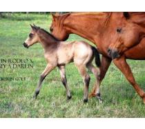 09 AQHA Buckskin Colt
