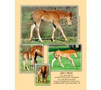2011 Polished Elegance