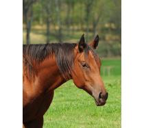 A Good Machine Yearling Filly