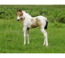 2011 QTs Honey Bun Filly 2011 QTs Honey Bun Filly