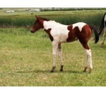 2011 Rio Darcey Filly 2011 Rio Darcey Filly