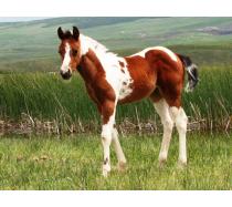 2011 Pistols Miss Freckles Filly 2011 Pistols Miss Freckles Filly