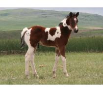 2011 Tru Lady Rebel Colt 2011 Tru Lady Rebel Colt