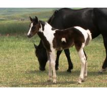 2011 Hawks Instant Smoke Filly 2011 Hawks Instant Smoke Filly