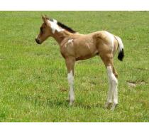 2011 Skip O Suzie Filly 2011 Skip O Suzie Filly