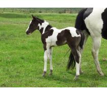 2011 Dream Bunny Verse Filly 2011 Dream Bunny Verse Filly