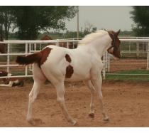 Tobiano Breeze Tobiano Breeze