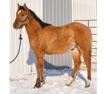 Foal I.D. # 16
