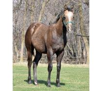 Foal I.D. # 75
